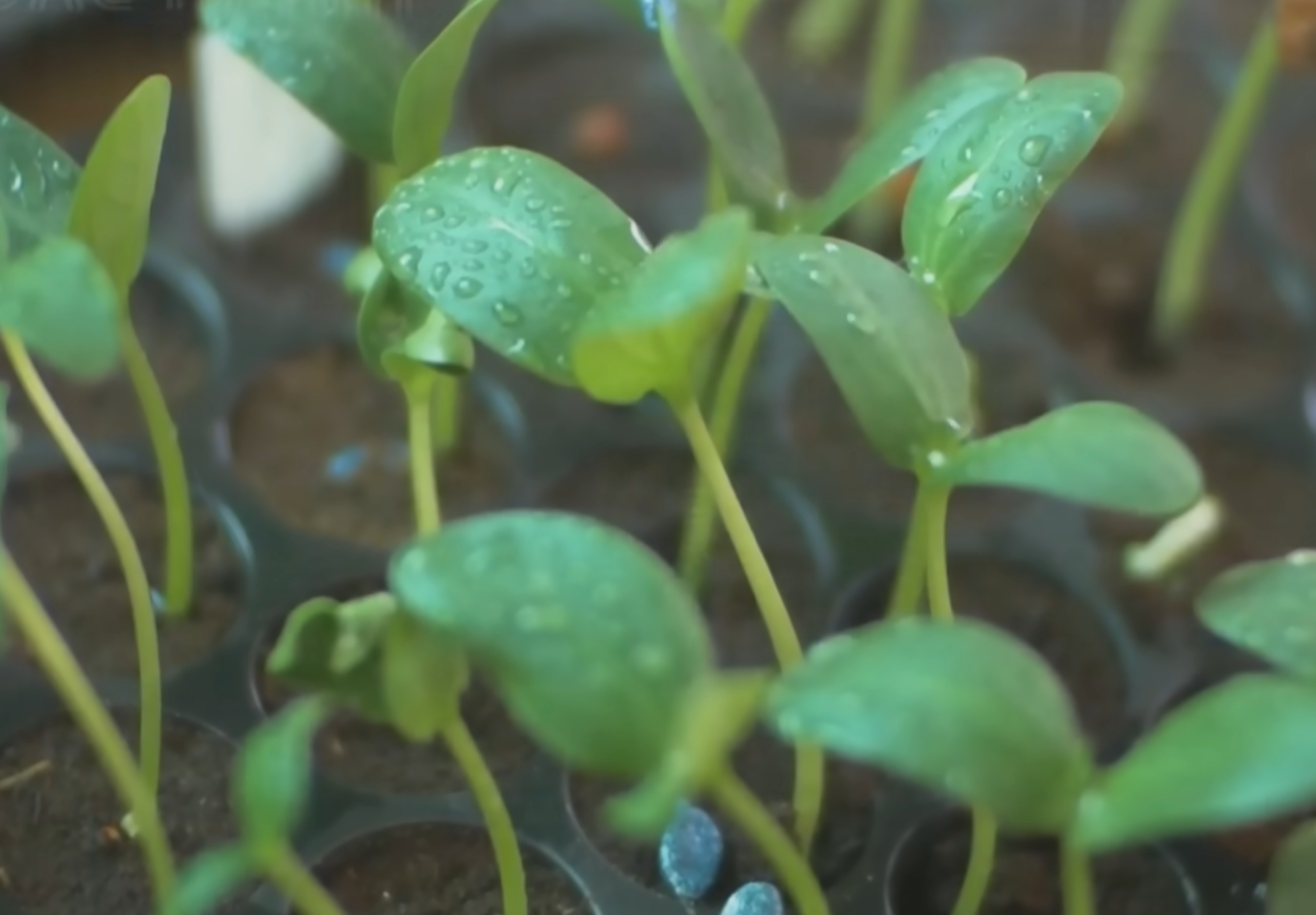 Amazing Luffa Farming and Harvesting - How Luffa Sponges Are Made - Loofa Cultivation Process